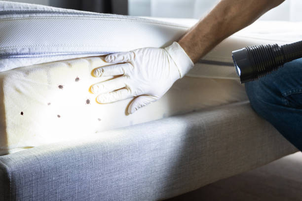 Best Emergency Pest Control  in Wellington, CO