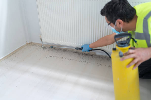 Best Flea Control Services  in Wellington, CO